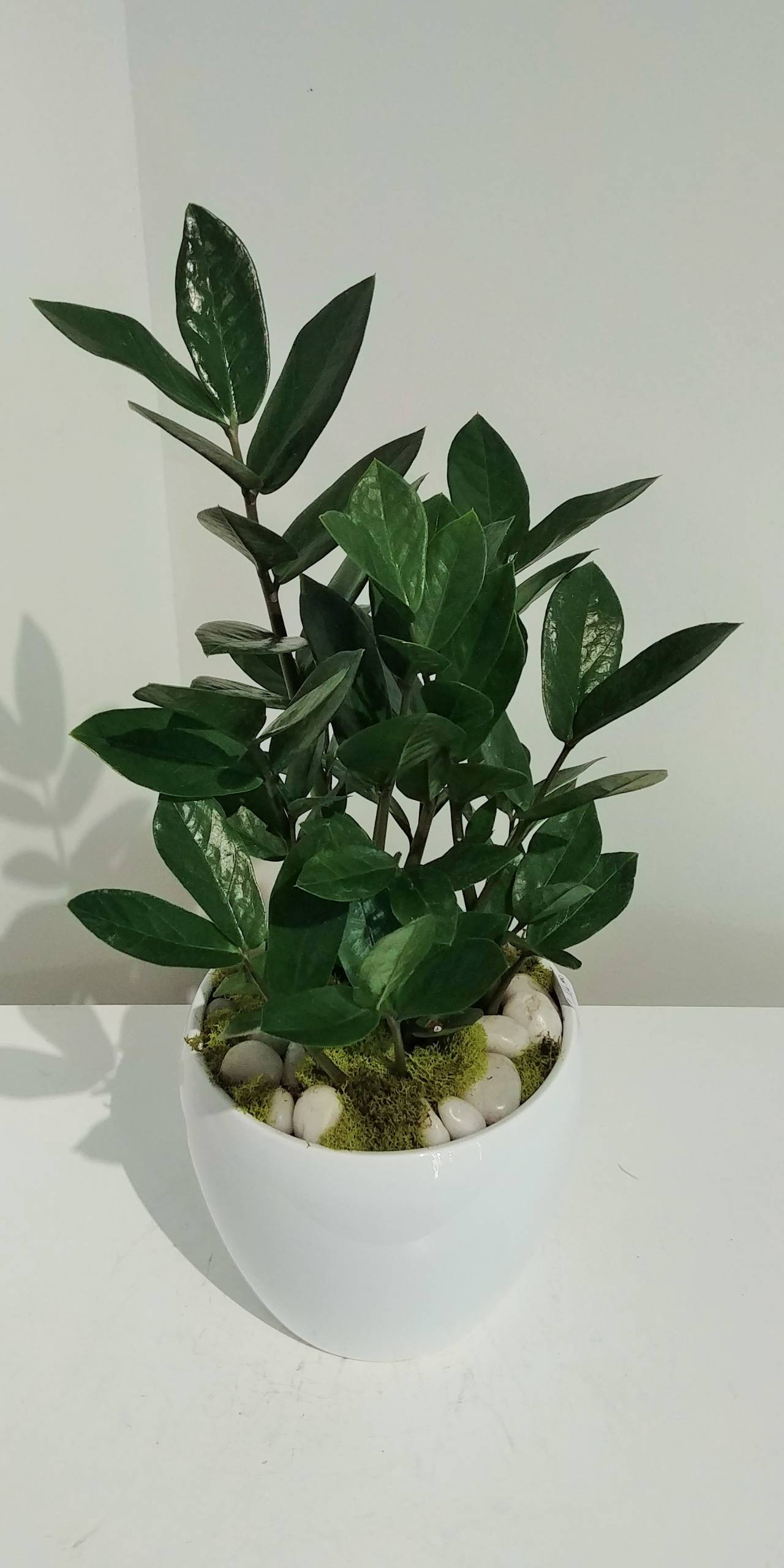 Potted ZZ Plant at The Flower Patch 1592 Bayview Avenue